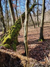 Trees in forest against sky