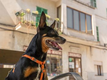 Close-up of a dog looking away