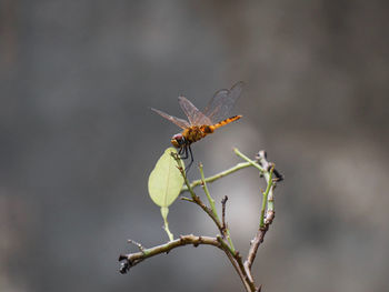 Close-up of insect on plant