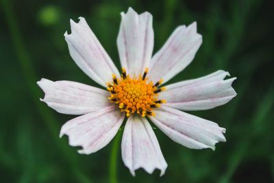 Close-up of pink cosmos flower