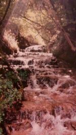 Scenic view of forest