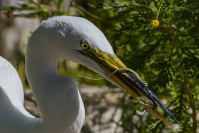 Close-up of a bird