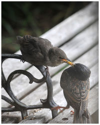 Close-up of birds perching on railing