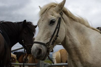 Close-up of horses against sky