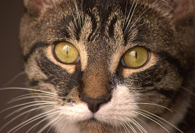 Close-up portrait of cat