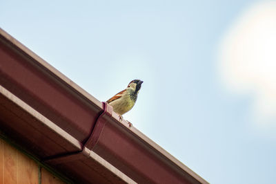 Low angle view of bird perching on roof against sky