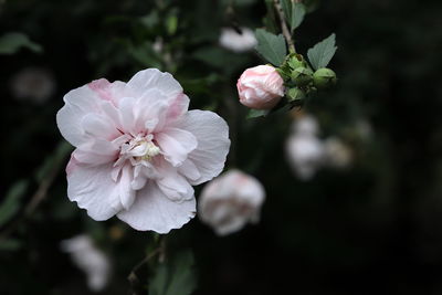 Close-up of pink rose