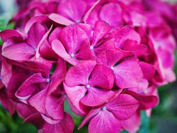 Close-up of pink hydrangea flowers