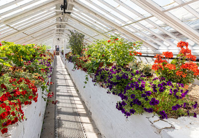 Potted plants in greenhouse