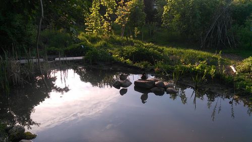 Scenic view of lake in forest