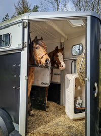 Two horses on a trailer