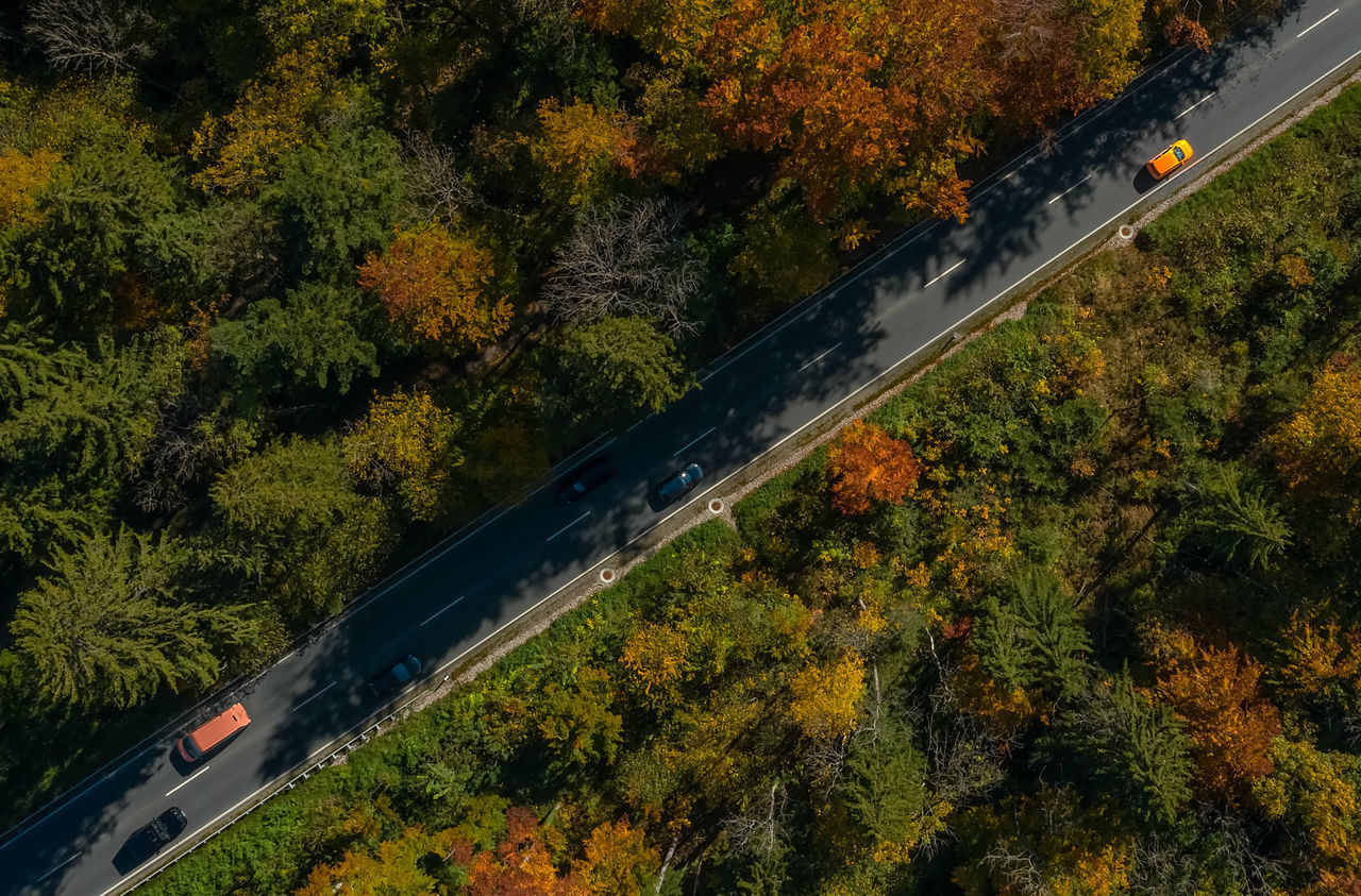 HIGH ANGLE VIEW OF ROAD AMIDST PLANTS