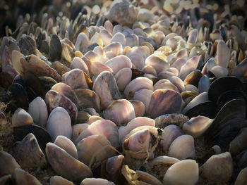 Close-up of pebbles in sea