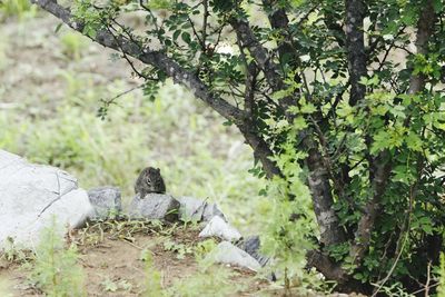 View of lizard on tree