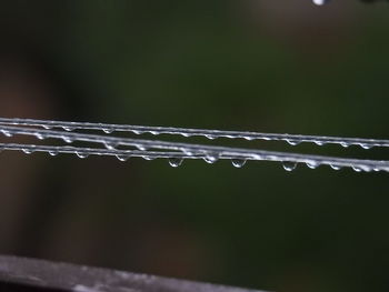 Close-up of water drops on leaf