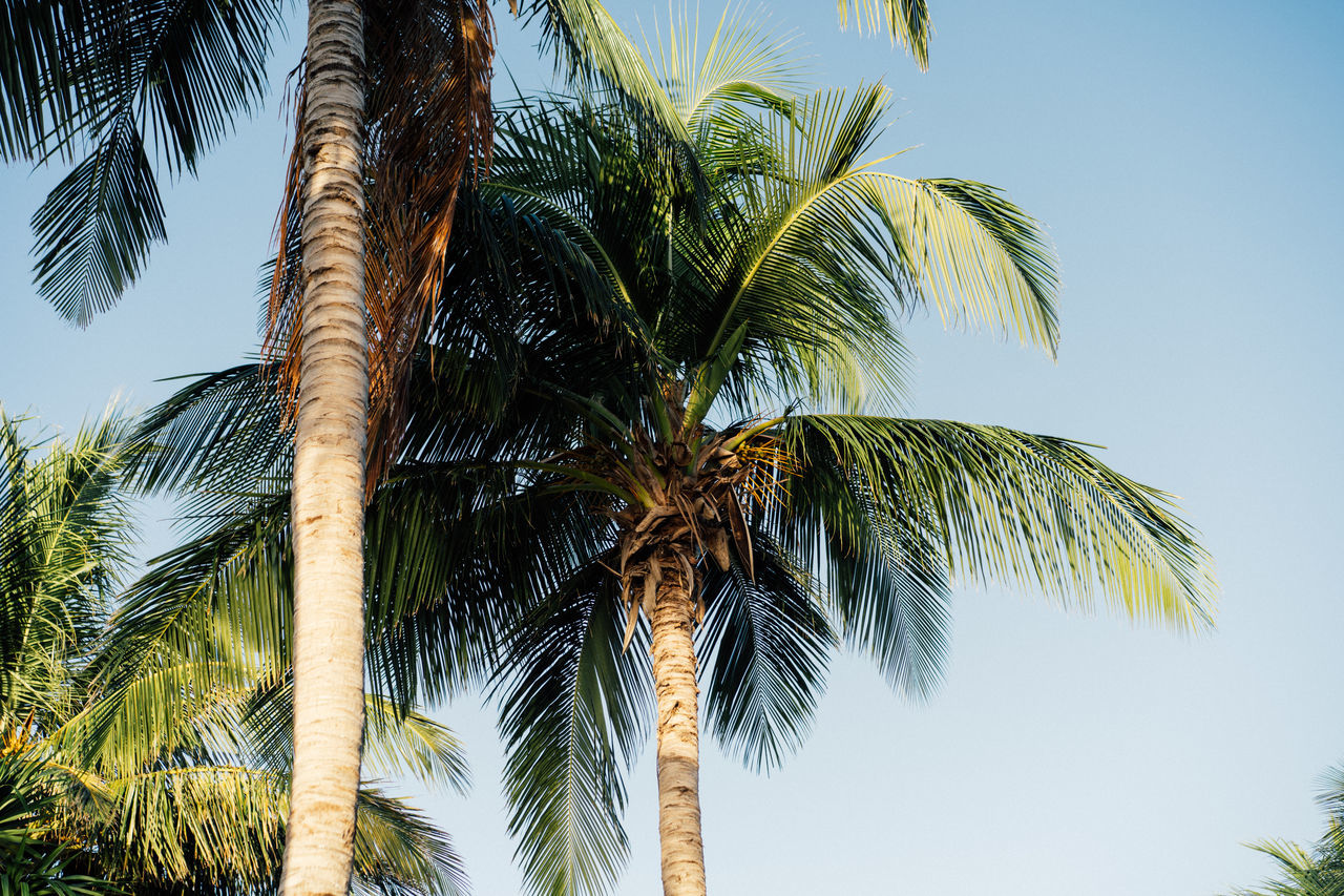 palm tree, tropical climate, tree, plant, sky, nature, tropical tree, coconut palm tree, leaf, beauty in nature, palm leaf, tropics, tree trunk, trunk, borassus flabellifer, low angle view, tranquility, growth, travel destinations, no people, clear sky, vacation, outdoors, land, trip, travel, blue, sunlight, sunny, holiday, environment, idyllic, scenics - nature, day, water, green, coconut, plant part, tourism, summer, island, tranquil scene, sea, tourist resort, looking up, directly below, beach, food and drink, tropical fruit