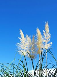 Low angle view of plants against clear blue sky