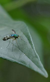 Close-up of insect on leaf