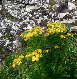 Close-up of yellow flowers growing on field