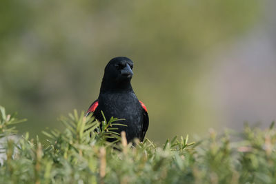 Close-up of bird perching on a land