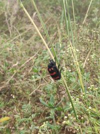 Close-up of ladybug on grass