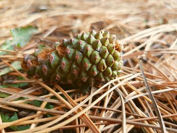 Close-up of pine cones on field
