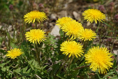 Close-up of yellow flowering plants