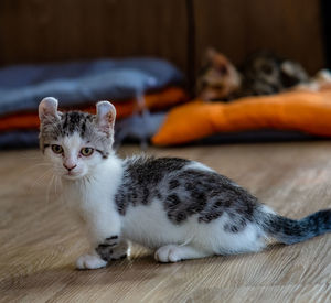 Portrait of kitten resting on floor at home