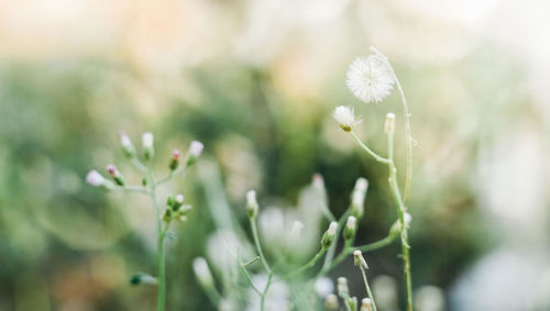 Close-up of white flowering plant