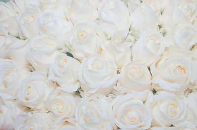 Full frame shot of white roses