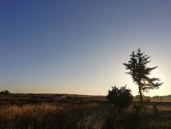 Silhouette trees on field against clear sky during sunset