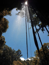 Low angle view of trees against sky