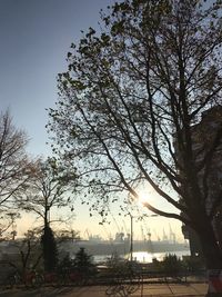 Tree against sky during sunset