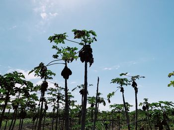 Low angle view of coconut palm trees against sky