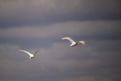 Low angle view of seagulls flying in sky