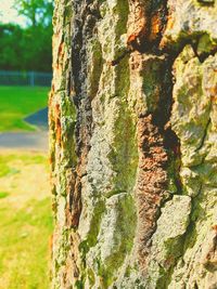 Close-up of moss on tree trunk