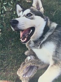 Portrait of dog