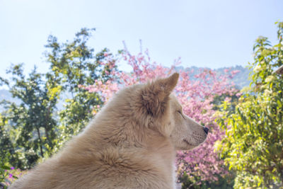 Side view of dog against sky