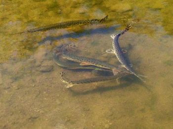 Plant in water