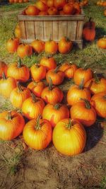 High angle view of pumpkins on field