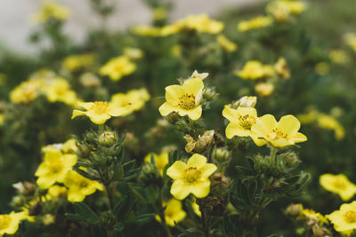 Close-up of yellow flowering plants on field