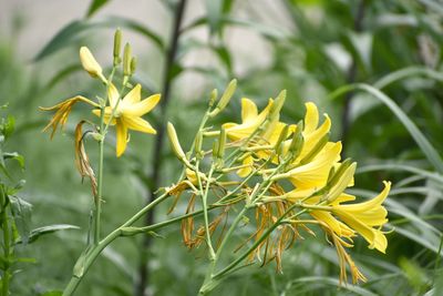 Close-up of yellow flowering plant