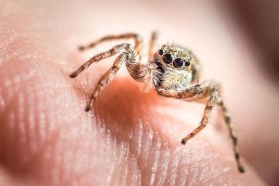 Close-up of spider on hand