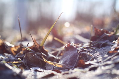 Close-up of frozen dry leaves on field