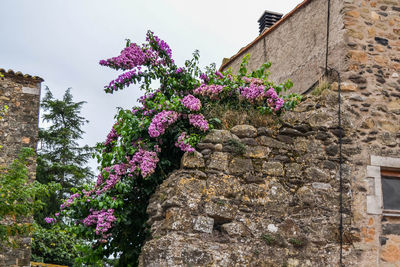 Low angle view of purple flowering tree against sky
