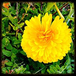 Close-up of yellow flower