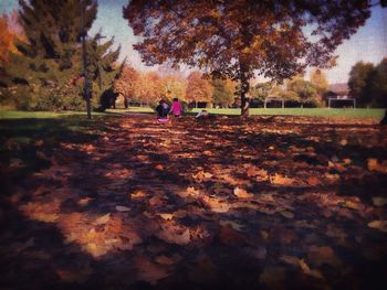 Trees in park