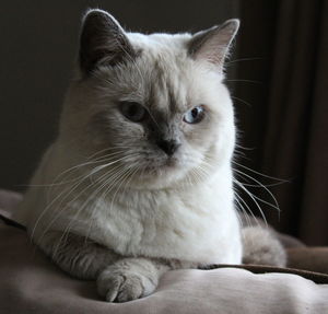 Close-up portrait of cat