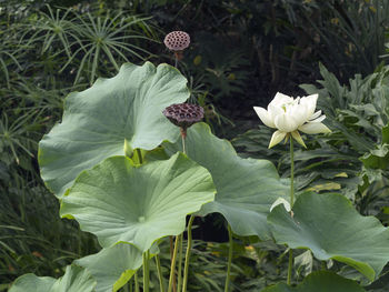 Close-up of flowers blooming outdoors