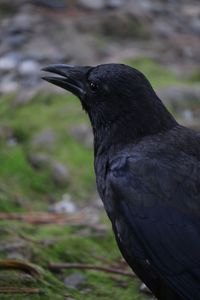 Close-up of bird